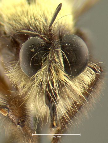 Media type: image;   Entomology 13478 Aspect: head frontal view